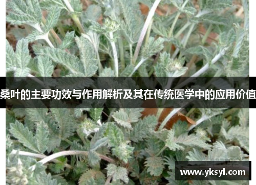 桑叶的主要功效与作用解析及其在传统医学中的应用价值 桑叶的主要功效与作用解析及其在传统医学中的应用价值