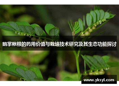 鹅掌楸根的药用价值与栽培技术研究及其生态功能探讨 鹅掌楸根的药用价值与栽培技术研究及其生态功能探讨