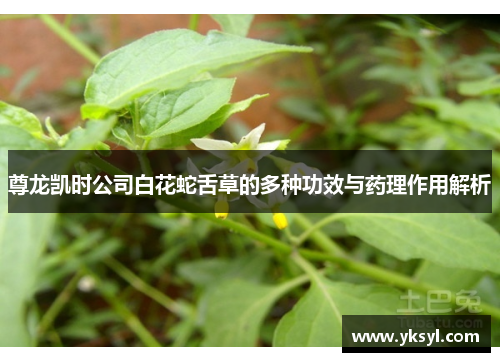 尊龙凯时公司白花蛇舌草的多种功效与药理作用解析 尊龙凯时公司白花蛇舌草的多种功效与药理作用解析